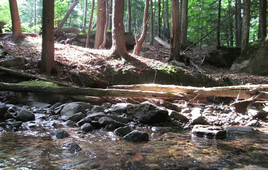 Milieux naturels et Foresterie urbaine